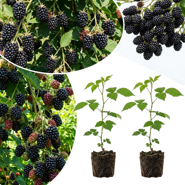 2 High Yields Black Berry Plants Live, Live Starter Plant, 4-6 Inch Tall