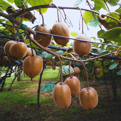 2 Kiwi Tree Live Plants, Cold Hardy Kiwi Plants Live Vine from 5 Inc Tall