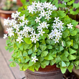 Green Shamrock Oxalis Live Plant, Indoor Decor Plant, 3.5 Inch Pot