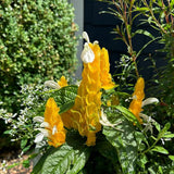2 Yellow Shrimp Plants Live, Indoor Outdoor Plant, 4-7 Inch Tall