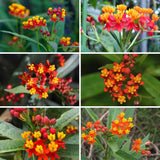 2 Yellow Red Milkweed Live Plants, Asclepias Tuberosa Plant 4–6" Tall