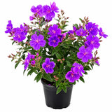 Purple Tibouchina Princess Live Plant, Garden Shrub, 3-5 Inch Tall