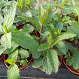 2 Peppermint Plants Live, Fragrant Culinary Herb, 4-5 Inch Tall