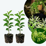 2 Night Blooming Jasmine Plants, Live Starter Plant, 4-6 Inch Tall