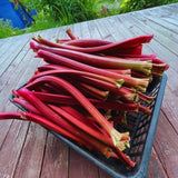 4 Rhubarb Plants Live, Patio Container Plant, 3-5 Inch Tall