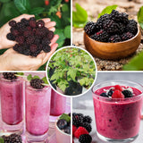 2 Arapaho Thornless Blackberries Plant Live, Sweet Fruit, 4-7 Inch Tall
