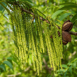 2 Pecan Trees, Starter Plant, 1-2 Ft Tall