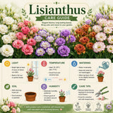 Lavender Lisianthus Plant, Eustoma Lisianthus Flowers in Plug, 3-5'' Tall