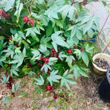 25 Heirloom Red Hibiscus Roselle Seeds, Home Garden Plant