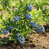 2 Emerald Blueberry Live Plants, Patio Fruit Bush, 4-6 Inch Tall
