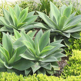Attenuata Agave Live Plant, Warm Climate Succulent, 4 Inch Pot