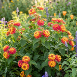 2 Pink Lantana Plants Live, Hardy Flowering Perennial, 4-6" Tall