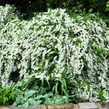 Mock Orange Tree Shrub Plant, 6-10" Potted, Fragrant