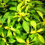 2 Yellow Green Live Alternanthera Plants, Starter Plant, 4-6 Inch Tall