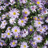 Set 2 Lilac Blue Aster Starter Plant, Live Aster Plant 3-5" Tall