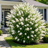White Butterfly Bush Plant Live, Fragrant Buddleia for Planting, 5-9" Tall