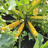 Yellow Zucchini Plant Live 4-6 Inch Tall, 2 Plant Per Pot