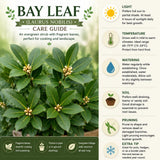 2 Laurus Nobilis Trees Live Plants, Sweet Bay Leaf Herb, 4-6 Inch Tall