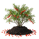 Sweet Goji Berry Plant Live, Starter Plant