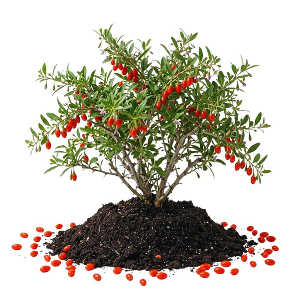 Sweet Goji Berry Plant Live, Starter Plant