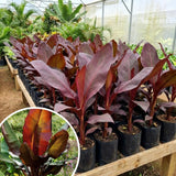 Red Banana Live Plant, Live Starter Plant, 4-6 Inch Tall