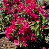 2 Karst Bougainvillea Live Plants, Well-Rooted Starter Plant, 4-6 Inch Tall