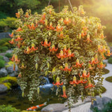Cotyledon Pendens Succulent Live Plant, Cliff Cotyledon Plant, 2 Inch Pot