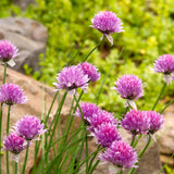 Set 3 Chive Roots for Planting, Perennial Culinary Onion Herb
