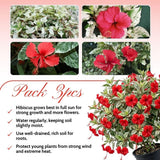 Set 3 Variegated Hibiscus Live Plants, White Red Hibiscus Plant, 4–6" Tall