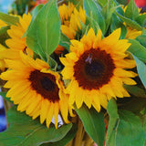 2 Yellow Sunflower Live Plants, Outdoor Garden Flower Plant, 3-5 Inch Tall