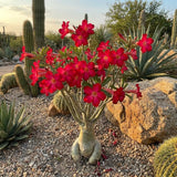 Red Desert Rose Live Plant, Adenium Bushes, 4-6 Inch Tall