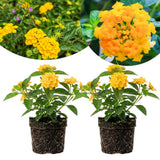 2 Yellow Lantana Plants Live, Hardy Flowering Perennial, 4-6" Tall