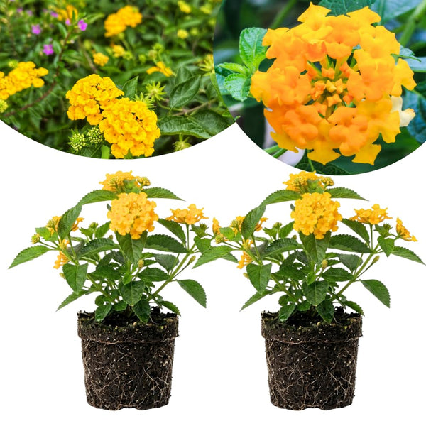 2 Yellow Lantana Plants Live, Hardy Flowering Perennial, 4-6" Tall