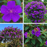 Purple Tibouchina Princess Live Plant, Flower Shrub Plant, 3-5 Inch Tall
