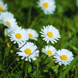 White Daisy Live Plant, Patio Container Flower, 3 Inch Pot