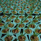 Set 3 Chive Roots for Planting, Perennial Culinary Onion Herb