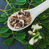 50 Heirloom + Moringa Seeds, Live Starter Plant
