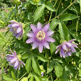 2 Light Purple Passion Flower Plants, Passiflora Flower Plant, 4-6 Inch Tall