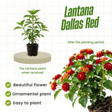 2 Red Lantana Plants Live, Home Garden Plant, 4-7 Inch Tall