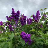 2 Purple Lilac Plants Live, Flowering Shrub, 4-6 Inch Tall, 4 Inch Pot