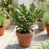 Bay Laurel Herb Plant, Bay Leaf Live Plant, 8-10 Inch Tall