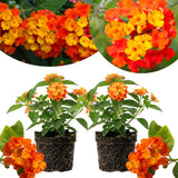 2 Orange Lantana Plants Live, Hardy Flowering Perennial, 4-6" Tall