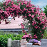 Small Hot Pink Climbing Rose Live Plant, Rose Bush 4-7 Inches in Tall