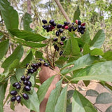 Jamun Plum Plant Live, 4" Pot