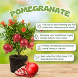 Red Pomegranate Live Tree, Hardy Garden Plant, 4-6 Inch Tall