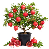 Pomegranate Live Plant, Pomegranate Tree, 8-10 Inch Tall, 4 Inch Pot