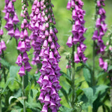 2 Purple Foxglove Live Plants, 2-6 Inch Tall, 3 Inch Pot