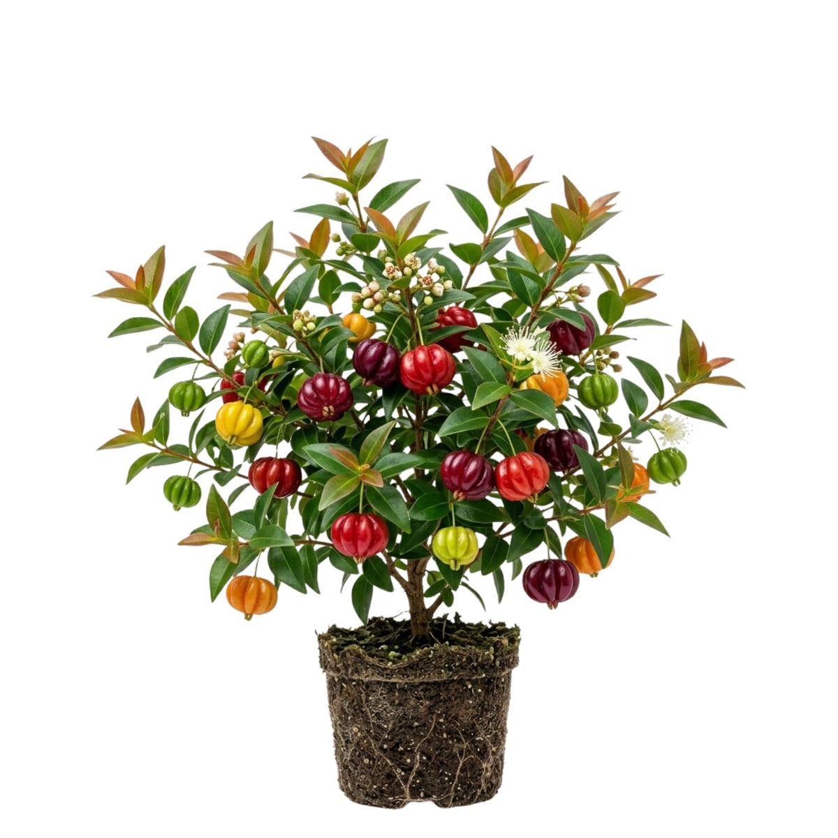 Cherry Fruit Live Tree, Ready to Grow Plant, 4-6 Inch Tall