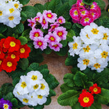 2 Random Primrose Plants Live, Perennial Flower Plant, 3 Inch Pot