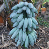 Ice Cream Banana Tree Live Plant, Home Garden Plant, 4-6 Inch Tall